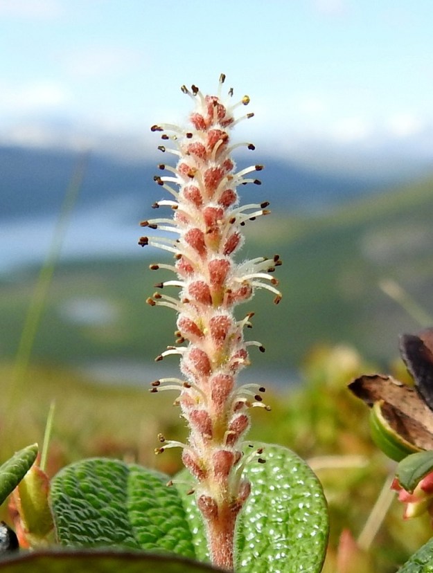 Salix reticulata - verkkolehtipajun hede- ja emikukat ovat kehättömät, mesinystyiset ja sijaitsevat norkkosuomujen hangassa. Heteitä on kaksi. Palhot ovat kukintavaiheessa valkoiset, tyviosastaan karvaiset ja noin 2-4 mm pitkät. Ponnet ovat siitepölyä luovuttaessaan keltaiset ja lopulta ruskeat. Norkkosuomut ovat lähinnä vastapuikeat tai soikeahkot, tylppäkärkiset, useimmiten punaruskeat ja tiheästi lyhyehkökarvaiset sekä noin 1,2-2 mm pitkät ja noin 0,8-1 mm leveät. EnL, Enontekiö, Kilpisjärvi, Saanan pitkä ja loivahko luoteisrinne, lounaislaita lähellä pahtaseinämää, tunturikankaan paljakkarinne, 720 m mpy, 5.7.2018. Copyright Hannu Kämäräinen.