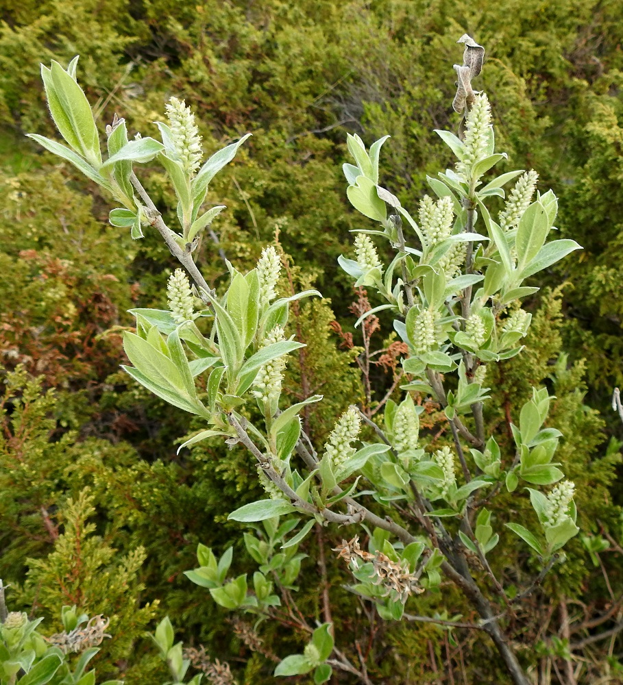 Salix glauca subsp. stipulifera - korvaketunturipaju kukkii lehtien puhjetessa tai varsinkin tunturimaastossa vasta lehtien ollessa lähes täysikasvuiset. Kukintonorkot ovat edellisen vuoden vuosikasvainten kärjessä tai sivulla kierteisesti. Kuvassa olevat eminorkot ovat kukkiessaan useimmiten noin 20-30 mm pitkät ja noin 10 mm leveät. EnL, Enontekiö, Kilpisjärvi, Saanan luoteisrinteen tunturikangas ja alapaljakka, rinteen poikki kohti Saanajärveä vievän polun varsi, 615 m mpy, 4.7.2025. Copyright Hannu Kämäräinen.