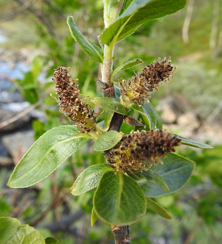 Salix myrsinifolia subsp. borealis - oudanmustuvapajun kukinnot ovat kukkiessaan soikeahkoja ja yläviistoja tai sivulle siirottavia norkkoja, jotka ovat edellisen vuoden vuosikasvaimissa kierteisesti. Norkkoperä on isohkolehtinen. Hedenorkot (kuvassa jo kukintansa loppusuoralla) ovat tavallisesti noin 18-35 mm pitkät ja heteineen noin 13-18 mm leveät. Hede- ja emikukat ovat kehättömät, mesinystyiset ja sijaitsevat norkkosuomujen hangassa. Heteitä on kaksi. Palhot ovat kaljut tai tyviosastaan karvaiset ja noin 4-8 mm pitkät. EnL, Enontekiö, Kilpisjärvi, Pikku-Mallan itäpuoli, Kalottireitin varsi Siilasjärven eteläpäässä, Siilaskosken kivikko sen ylittävän sillan kohdalla, 485 m mpy, 9.7.2018. Copyright Hannu Kämäräinen.