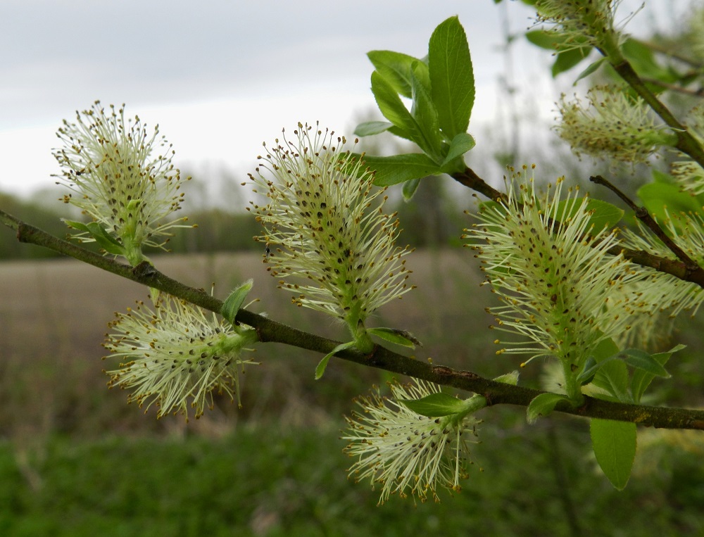 Salix myrsinifolia subsp. myrsinifolia - etelänmustuvapajun kukinnot ovat lyhytperäisiä, kukkiessaan soikeahkoja ja yläviistoja tai sivulle siirottavia norkkoja, jotka ovat edellisen vuoden vuosikasvaimissa kierteisesti. Hedenorkot ovat tavallisesti noin 18-35 mm pitkät ja heteineen noin 13-18 mm leveät. EH, Hämeenlinna, Luolaja, Hattelmalanjärven pohjoispää, rantametsikön laide peltoaukean reunassa, Hieron tilan eteläpuolella, lähellä luonnonsuojelualueen rajaa, 16.5.2012. Copyright Hannu Kämäräinen.