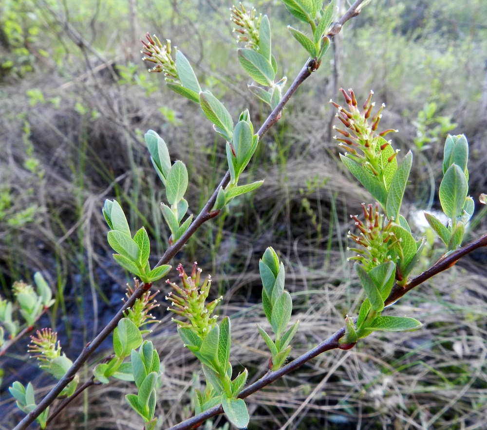 Salix myrtilloides - juolukkapajun eminorkot ovat kukkiessaan useimmiten noin 5-10 mm pitkät ja noin 5-6 mm leveät. Emikukkien sikiäimet ovat vihreät - punaruskeat, ja niiden perä on kukintavaiheessa noin 0,5-1 mm pitkä. 21.5.2012. Copyright Hannu Kämäräinen.