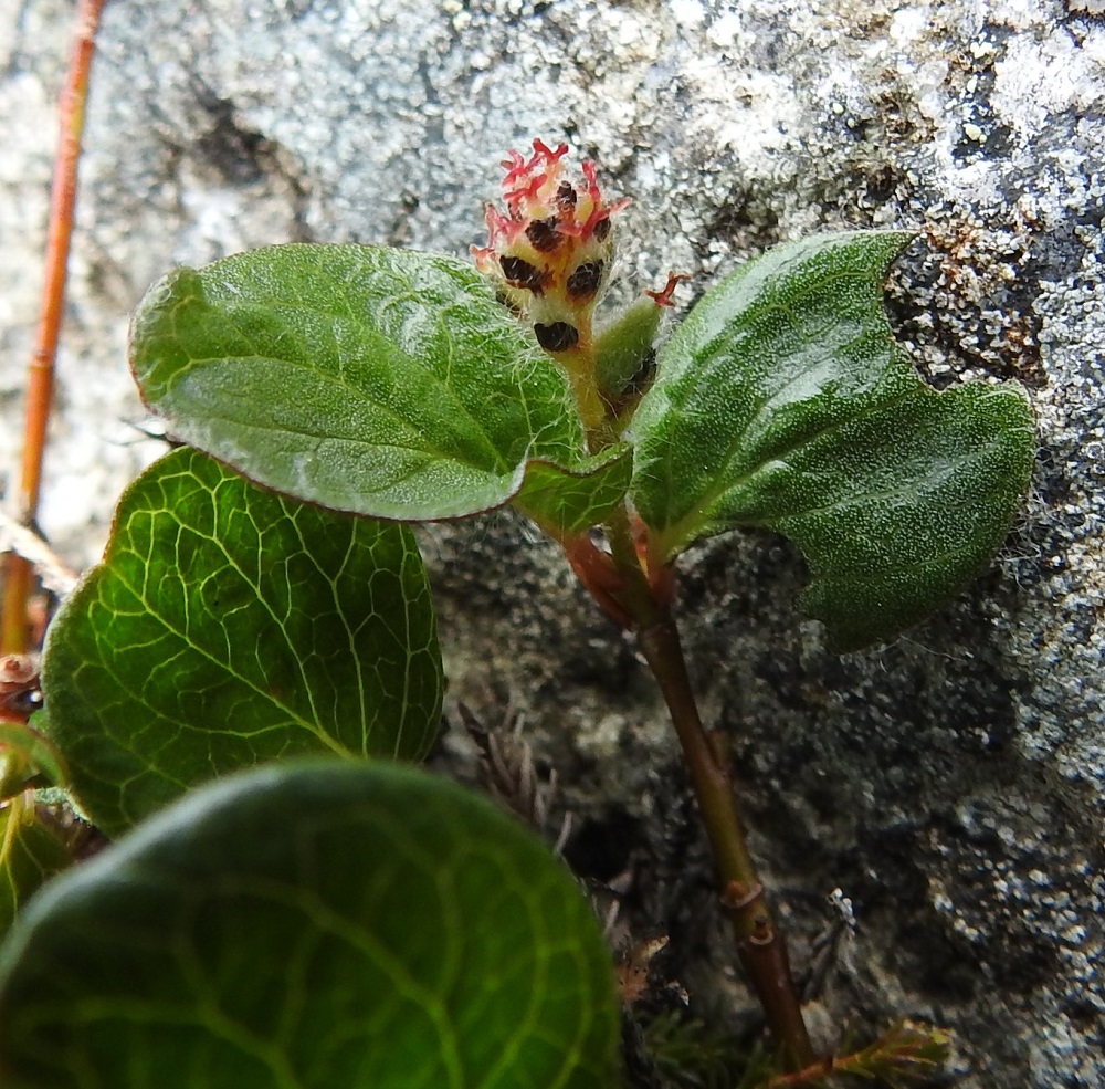 Salix polaris - napapajun kukintonorkon perä on lehdetön, vihreä - punaruskea, kalju tai usein harvakseen - tiheästi vaalean hapsikarvainen ja kukintavaiheessa yleensä noin 3-5 mm pitkä. Kuvassa olevassa kukintonorkossa kiinnittää huomiota kehitysvaiheen erikoinen kaksijakoisuus. Samaan aikaan, kun muut emikukat ovat vielä täysin kukintavaiheessa, alimmainen emikukka on saavuttamassa jo täyden kota-asteen. EnL, Enontekiö, Kilpisjärvi, Saanan jyrkkä, kallioinen ja kivikkoinen koillisrinne Saanajärven luoteisosan kohdalla, 735 m mpy, 6.7.2018. Copyright Hannu Kämäräinen.