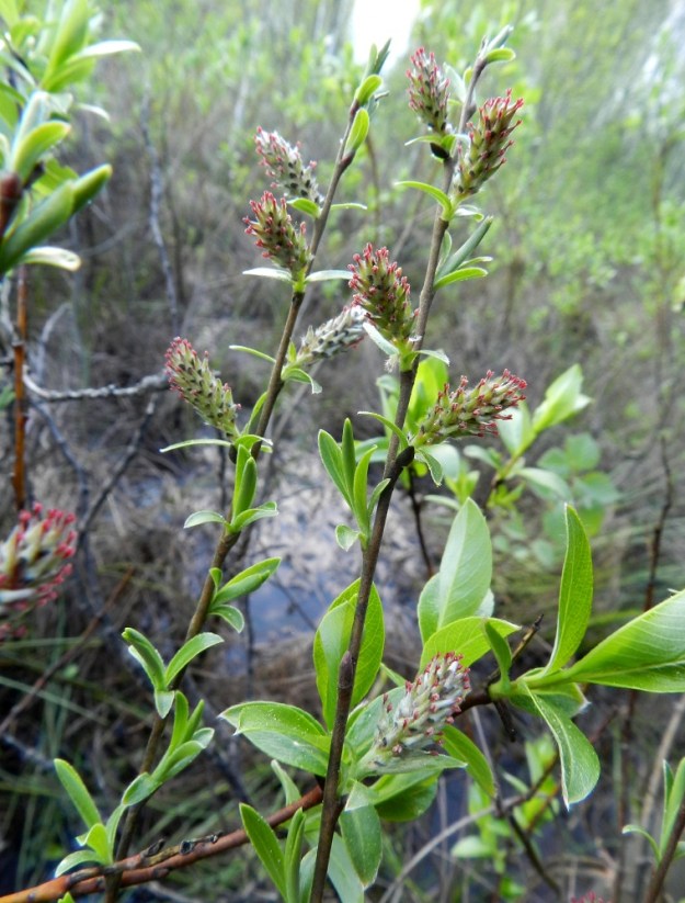 Salix repens subsp. rosmarinifolia - kaitasiropajun eminorkot ovat kukkiessaan useimmiten noin 5-10 mm pitkät ja noin 4-7 mm leveät. Kuvan alalaidassa on poikittain juolukkapajun, S. myrtilloides, oksa. 21.5.2012. Copyright Hannu Kämäräinen.
