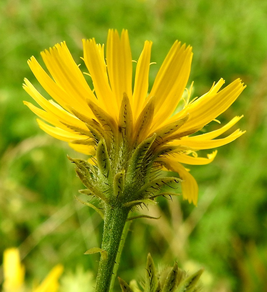 Picris hieracioides - keltanokitkerön mykerön uloimman kerroksen muodostavat pienet, kapeat ylälehdet eli kehtosuomut, jotka ympäröivät yhtenä tiiviinä, tasamittaisena rivinä eli kehtona varsinaista kukintoa. Ne ovat lähes tasasoukan suikeat, tavallisesti noin 12-14 mm pitkät ja noin 1,5-2 mm leveät. Lisäksi mykerön tyvellä ja mykeröperän yläosassakin on enemmän tai vähemmän siirottavia ulkosuomuja, jotka ovat lähinnä suikeat ja yleensä noin 4-7 mm pitkät sekä noin 1-2 mm leveät. Kehto- ja ulkosuomut ovat vihreät tai lähes mustanvihreät ja keskisuonestaan yleensä jäykän mustakarvaiset sekä muuten vaalean lyhytkarvaiset. Jäykän karvoituksen määrä näyttää vaihtelevan eri kasvupaikkojen ja jopa yksilöiden välillä. 22.7.2025. Copyright Hannu Kämäräinen.
