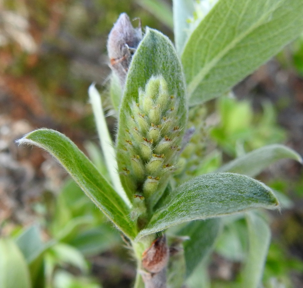 Salix glauca subsp. stipulifera - korvaketunturipajun kukintonorkko voi kylmän alkukesän vuoksi, kuten kuvausvuonna, olla tunturimaastossa vastapuhjennut vielä heinäkuun alkupuolella, vaikka lehdet ovat jo pitkälle kehittyneet. Emikukkien sikiäimet vasta pilkistävät vielä vihreiden norkkosuomujen takaa keskenkasvuiset emin vartalot ja luotit kärjessään. EnL, Enontekiö, Kilpisjärvi, Saanan luoteisrinteen tunturikangas ja alapaljakka, rinteen poikki kohti Saanajärveä vievän polun varsi, 615 m mpy, 4.7.2025. Copyright Hannu Kämäräinen.