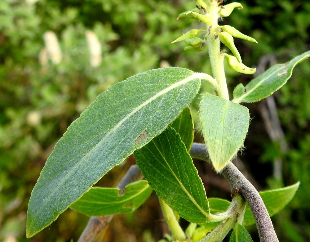 Salix myrsinifolia subsp. borealis - oudanmustuvapajun norkkoperässä on tavallisesti kahdesta neljään lehteä, jotka kukintavaiheessa ovat lähinnä kapeanpuikeat, matalan nystyhampaiset ja harvahkosti - tiheästi lyhytkarvaiset sekä usein erityisesti laidoiltaan pitempikarvaiset. Ne ovat yleensä noin 20-50 mm pitkät ja noin 7-15 mm leveät. Etelänmustuvapajun norkkoperien lehdet ovat useimmiten noin 10-20 mm pitkät. EnL, Enontekiö, Kilpisjärvi, Kilpisjärven ranta Retkeilykeskuksen venerannan kohdalla, rantaan laskevan tien lounaispuolella, 475 m mpy, 10.7.2018. Copyright Hannu Kämäräinen.