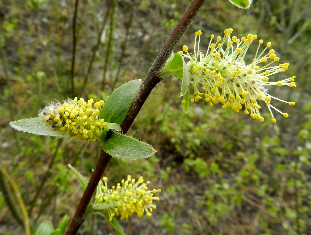 Salix myrsinifolia subsp. myrsinifolia - etelänmustuvapajun norkkoperässä on tavallisesti kahdesta neljään pientä lehteä, jotka toisin kuin esimerkiksi kiiltopajulla, S. phylicifolia ja raidalla, S. caprea, kasvavat esiin jo siinä vaiheessa, kun norkot ovat vasta kehittymässä täysikasvuisiksi. Kukintavaiheessa norkkoperien lehdet ovat lähinnä kapeanpuikeat, hammas-, nysty- tai ehytreunaiset ja kaljuhkot tai erityisesti laidoiltaan karvaiset sekä yleensä noin 10-20 mm pitkät ja noin 4-7 mm leveät. Edellisen vuoden vuosikasvaimet, joihin kukinnot puhkeavat, ovat vihreänruskehtavat, punaruskeat tai hyvin tummanruskeat, himmeät ja aivan hienokarvaiset. EH, Hämeenlinna, Majalahti, Louhoksentien laide, maanläjitysalueen kohdalla, 12.5.2012. Copyright Hannu Kämäräinen.