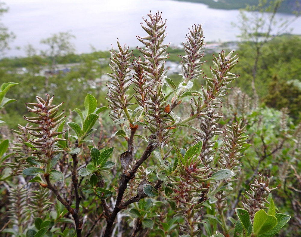 Salix myrsinites- lettopajun eminorkot ovat hedelmävaiheessa tavallisesti noin 30-55 mm pitkät ja noin 15-20 mm leveät. Ne ovat väriltään yleisimmin punaruskeaan vivahtavat. EnL, Enontekiö, Kilpisjärvi, Saanan jyrkkä lounaisrinne, luoteisosa, ensimmäisen, matalan kallioseinämän yläpuolinen, jyrkkä varvikkorinne retkeilykeskuksen kohdalla, tunturikoivikon yläraja, nykyisin osa laajennettua luonnonsuojelualuetta, 620 m mpy, 5.7.2018. Copyright Hannu Kämäräinen.