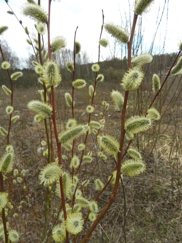 Salix phylicifolia - kiiltopajun kukintonorkot ovat lyhytperäisiä, kukkiessaan soikeahkoja ja yläviistoja tai sivulle siirottavia norkkoja. Hedenorkot ovat tavallisesti noin 18-35 mm pitkät ja heteineen noin 15-20 mm leveät. EH, Hämeenlinna, Luolaja, Hattelmalanjärven luoteispään pitkän rantaneva- ja rämekaistan pohjoispuolinen, pensoittunut joutomaaniitty, 30.4.2012. Copyright Hannu Kämäräinen.