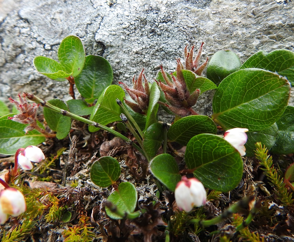 Salix polaris - napapajun emikukkien sikiäin alkaa hedelmöityksen jälkeen heti kasvaa ja kehittyä kohti kotavaihetta. Kuvassa on seuralaisena (tunturi)sammalvarpio, Harrimanella hypnoides. EnL, Enontekiö, Kilpisjärvi, Saanan jyrkkä, kallioinen ja kivikkoinen koillisrinne Saanajärven luoteisosan kohdalla, 735 m mpy, 6.7.2018. Copyright Hannu Kämäräinen.