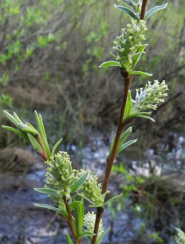 Salix repens subsp. rosmarinifolia - kaitasiropajun norkkoperässä on noin kahdesta neljään lehteä, ja se on kukintavaiheessa pituudeltaan yleensä noin 1-4 mm. Norkkoperän lehdet ovat muiden lehtien kaltaiset ja kukintavaiheessa yleensä noin 4-8 mm pitkät ja noin 1-2 mm leveät. 21.5.2012. Copyright Hannu Kämäräinen.
