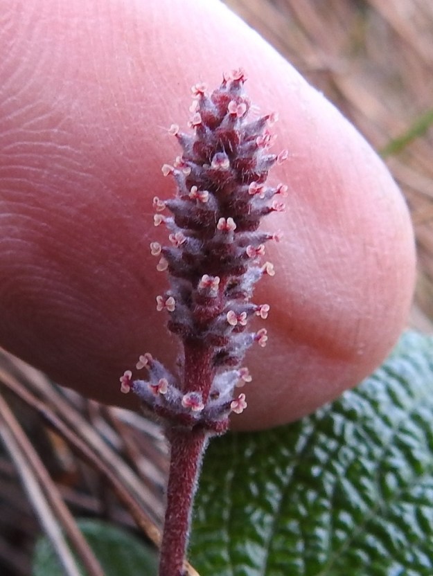 Salix reticulata - verkkolehtipajun emikukan sikiäin on lähes tai aivan perätön, noin 2-2,5 mm pitkä, alaosastaan pullea ja kärkeä kohti suippeneva sekä useimmiten tiheästi lyhyen harmaakarvainen. Sen kärjessä on noin 0,1-0,3 mm pitkä emin vartalo ja kaksi luottia, jotka ovat noin 0,2-0,3 mm pitkät ja kärkiosastaan enemmän tai vähemmän kaksijakoiset. Vartalo ja luotit ovat punasävyiset. EnL, Enontekiö, Kilpisjärvi, Saanan jyrkkä lounaisrinne, luoteisosa, ensimmäisen, matalan kallioseinämän yläpuolinen, osin valu- ja tihkuvesien kostuttama avokalliojuotti retkeilykeskuksen kohdalla, luonnonsuojelualue, 635 m mpy, 5.7.2018. Copyright Hannu Kämäräinen.