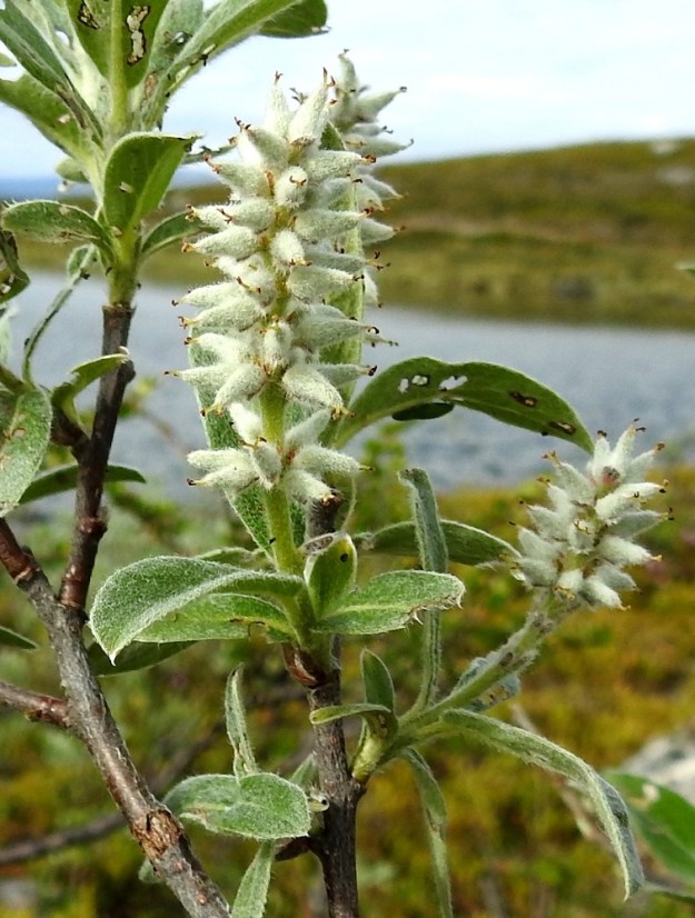 Salix glauca subsp. glauca - norotunturipajun eminorkot ovat hedelmävaiheessa noin 30-50(-75) mm pitkät ja noin 15-20 mm leveät. Hedelmävaiheiset norkot ovat tyviosastaan kärkiosaa harvemmat. Hedelmöityneestä sikiäimestä kehittyy tyveltään pullea ja kärkeä kohti pitkäkaulaisesti kapeneva kota, joka on yksilokeroinen ja monisiemeninen. Se on pinnaltaan peittävän tiheästi vaalean huopakarvainen, noin 7-10 mm pitkä ja tyviosastaan noin 2,5-3 mm leveä. Kotaperä on noin 1-1,8 mm pitkä. EnL, Enontekiö, Kilpisjärvi, Mallan luonnonpuisto, Iso-Mallan ja Pikku-Mallan välinen, tasainen tunturikangaspaljakka, Mallalammit, Kalottireitin varressa olevan koillisimman lammen ranta, 600 m mpy, 9.7.2018. Copyright Hannu Kämäräinen.