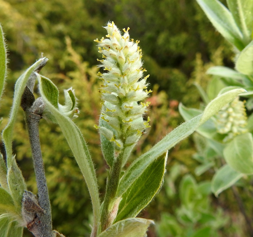 Salix glauca subsp. stipulifera - korvaketunturipajun eminorkkojen emikukissa on noin 0,8-1 mm pitkä perä, jonka kärjessä on noin 3-5 mm pitkä, kapea, kärkeä kohti suippeneva ja vaalean huopakarvainen sikiäin. Sen kärjessä on noin 0,8-1,5 mm pitkä emin vartalo, joka on lähes tyveen saakka kaksiliuskainen. Liuskojen päissä olevat luotit ovat noin 0,3-0,7 mm pitkät ja kärkiosastaan kaksijakoiset. Vartalo ja luotit ovat keltaiset tai punaiset. Toisella alalajilla, norotunturipajulla, subsp. glauca, emin vartalo on vain noin puoleen väliin saakka kaksiliuskainen. Norkkoperä ja norkkoranka sekä edellisen vuoden vuosikasvaimet ovat tiheäkarvaiset. EnL, Enontekiö, Kilpisjärvi, Saanan luoteisrinteen tunturikangas ja alapaljakka, rinteen poikki kohti Saanajärveä vievän polun varsi, 615 m mpy, 4.7.2025. Copyright Hannu Kämäräinen.