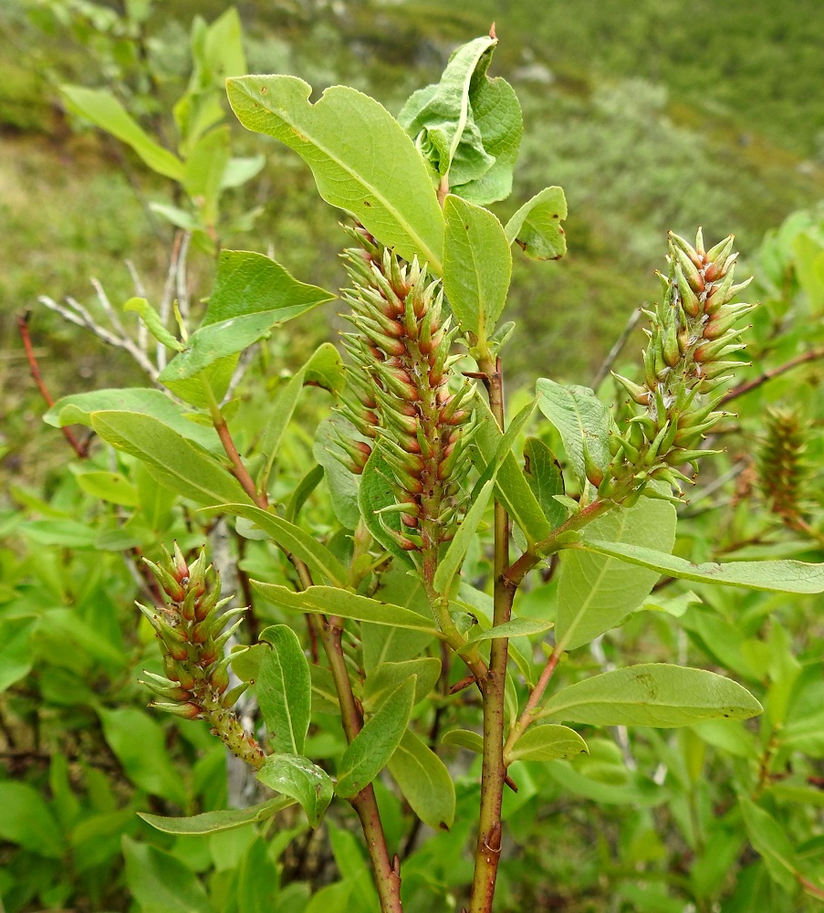 Salix hastata - kalvaspajun eminorkot ovat hedelmävaiheessa tavallisesti noin 30-50 mm pitkät ja noin 12-18 mm leveät. Flora Nordica (2000) ilmoittaa eminorkkojen kooksi tunturikalvaspajulla (kuvassa) 27-50 x 10-15 mm ja idänkalvaspajulla 20-75 x 8-18 mm. EnL, Enontekiö, Kilpisjärvi, Saanan jyrkkä lounaisrinne, luoteisosa, ensimmäisen, matalan kallioseinämän yläpuolinen jyrkkä varvikkorinne retkeilykeskuksen kohdalla, nykyisin osa laajennettua luonnonsuojelualuetta, 635 m mpy, 5.7.2018. Copyright Hannu Kämäräinen.