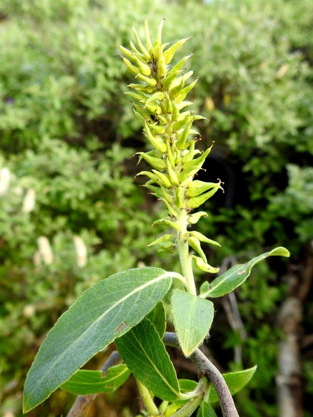 Salix myrsinifolia subsp. borealis - oudanmustuvapajun norkkoperä on yleensä noin 15-25 mm pitkä. Eminorkot ovat hedelmävaiheessa noin 30-40(-80) mm pitkät ja noin 15-18 mm leveät. EnL, Enontekiö, Kilpisjärvi, Kilpisjärven ranta Retkeilykeskuksen venerannan kohdalla, rantaan laskevan tien lounaispuolella, 475 m mpy, 10.7.2018. Copyright Hannu Kämäräinen.