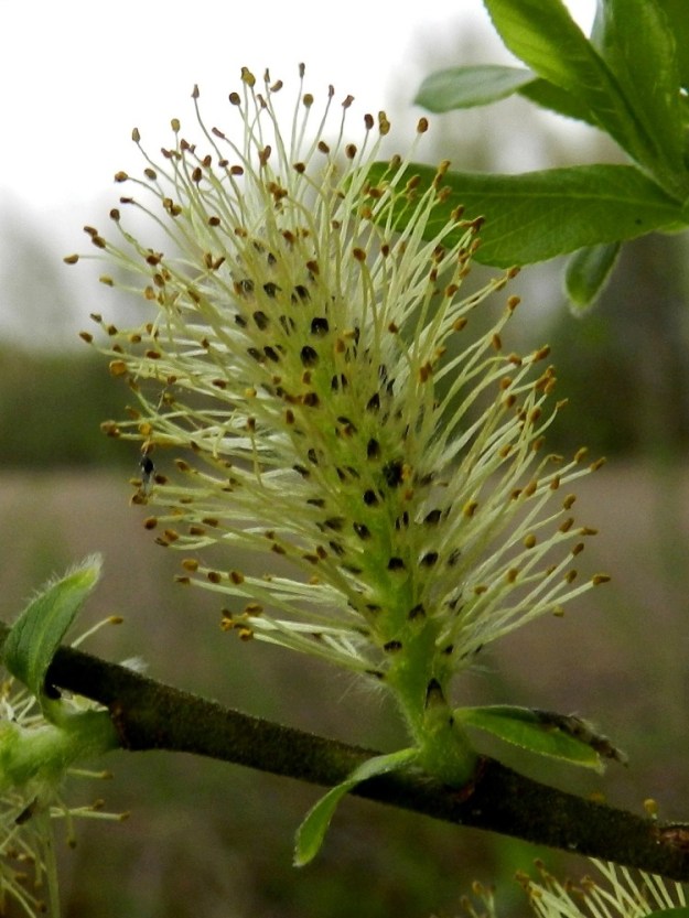 Salix myrsinifolia subsp. myrsinifolia - etelänmustuvapajun norkkoperä on useimmiten tiheäkarvainen ja noin 4-10 mm pitkä. Norkkosuomut ovat lähinnä kielimäiset tai kapean vastapuikeat, erityisesti kärkiosastaan tummanruskeat tai lähes mustat ja kauttaaltaan pitkäkarvaiset. Ne ovat noin 1,5-2 mm pitkät ja noin 0,7-1 mm leveät. Hedekukat ovat kehättömät, mesinystyiset ja sijaitsevat norkkosuomujen hangassa. Heteitä on kaksi. Palhot ovat valkoiset, kaljut tai tyviosastaan karvaiset ja noin 4-8 mm pitkät. EH, Hämeenlinna, Luolaja, Hattelmalanjärven pohjoispää, rantametsikön laide peltoaukean reunassa, Hieron tilan eteläpuolella, lähellä luonnonsuojelualueen rajaa, 16.5.2012. Copyright Hannu Kämäräinen.
