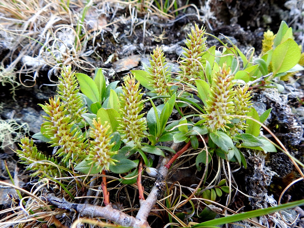 Salix myrsinites- lettopajun hedelmävaiheiset eminorkot voivat varjoisammalla paikalla kasvaessaan olla pääosin myös vihreäsävyiset. Varret, haarat ja vanhemmat oksat ovat pensaan kokoon nähden paksuhkot, harmaanruskeat tai tumman punaruskeat ja pinnaltaan usein epätasaiset. EnL, Enontekiö, Kilpisjärvi, Saanan jyrkkä ja kallioinen koillisrinne lähellä pahtarinteen ja -seinämän tyveä, Saanajärven luoteispään tasalla, 800 m mpy, 4.7.2025. Copyright Hannu Kämäräinen.