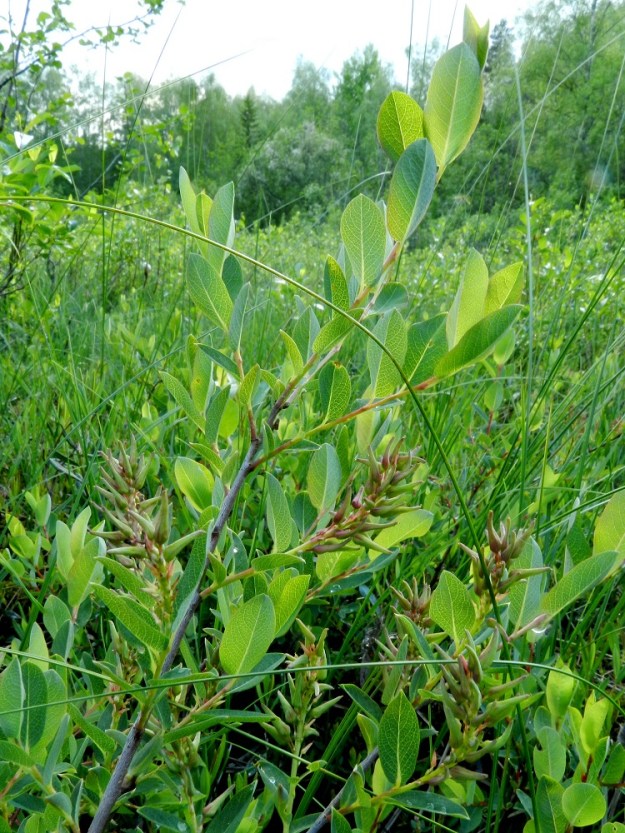 Salix myrtilloides - juolukkapajun eminorkot ovat hedelmävaiheessa tavallisesti noin 20-40 mm pitkät ja noin 10-15 mm leveät. Samalla kun hedelmävaiheeseen ehtineiden norkkojen koko on kasvanut, myös niiden perä on pidentynyt. 12.6.2012. Copyright Hannu Kämäräinen.