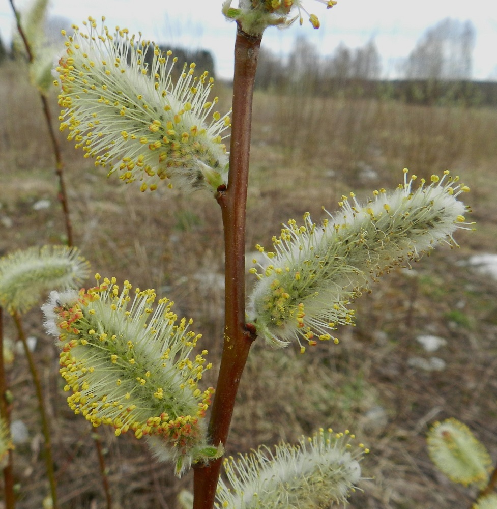 Salix phylicifolia - kiiltopajun hede- ja emikukat ovat kehättömät, mesinystyiset ja sijaitsevat norkkosuomujen hangassa. Hedekukissa on kaksi hedettä. Palhot ovat valkoiset, kaljut ja noin 5-9 mm pitkät. Pyöreähköt ponnet ovat keltaiset. Norkkoperä on useimmiten tiheäkarvainen ja noin 1-8 mm pitkä. Norkkoperässä on tavallisesti kahdesta neljään pientä lehteä, jotka kukintavaiheessa ovat lähes huomaamattomat, suikeat tai kapeanpuikeat, ehytreunaiset ja pitkän silkkikarvaiset sekä yleensä noin 3-6 mm pitkät ja noin 1-2 mm leveät. EH, Hämeenlinna, Luolaja, Hattelmalanjärven luoteispään pitkän rantaneva- ja rämekaistan pohjoispuolinen, pensoittunut joutomaaniitty, 30.4.2012. Copyright Hannu Kämäräinen.