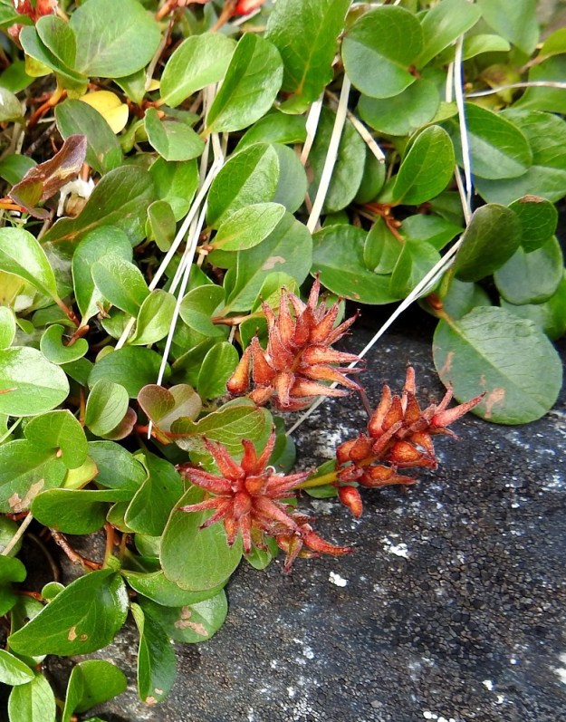 Salix polaris - napapajun eminorkot ovat hedelmävaiheessa tavallisesti noin 15-20 mm pitkät ja noin 10-15 mm leveät. EnL, Enontekiö, Kilpisjärvi, Saanan koillispuoli, Saanajärven pohjoispäähän laskevan puron isojen kivien peittämä uoma ja laiteet noin 150 metrin päässä rannasta, n. 700 m mpy, 18.7.2023. Copyright Hannu Kämäräinen.