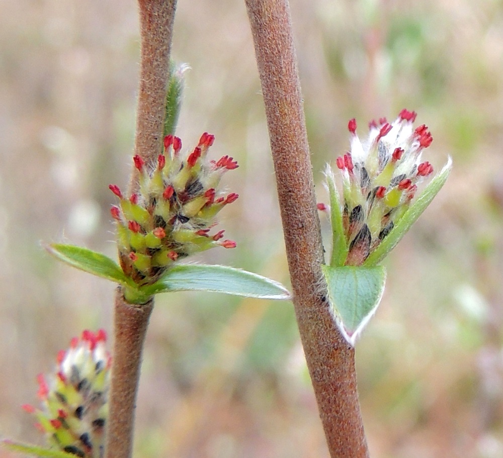 Salix repens subsp. rosmarinifolia - kaitasiropajun emikukassa on noin 0,5-1 mm pitkä perä, jonka kärjessä on noin 2-3 mm pitkä, kapea ja kärkeä kohti suippeneva sikiäin. Sen kärjessä on noin 0,2-0,4 mm pitkä emin vartalo, jonka päässä on kaksi luottia. Ne ovat noin 0,2-0,5 mm pitkät ja ehyet tai kaksijakoiset. Vartalo ja luotit ovat punaiset tai edellisen kuvan tavoin keltaiset. Norkkojen kasvupaikat, edellisen vuoden vuosikasvaimet, ovat kohtalaisesti - tiheästi silkkikarvaiset. EH, Hämeenlinna, Luhtiala, Aulangonjärven koillispuoli, Aulangon Heikkilän tien päässä olevan niittyalueen laitapensaikko, 12.5.2013. Copyright Hannu Kämäräinen.