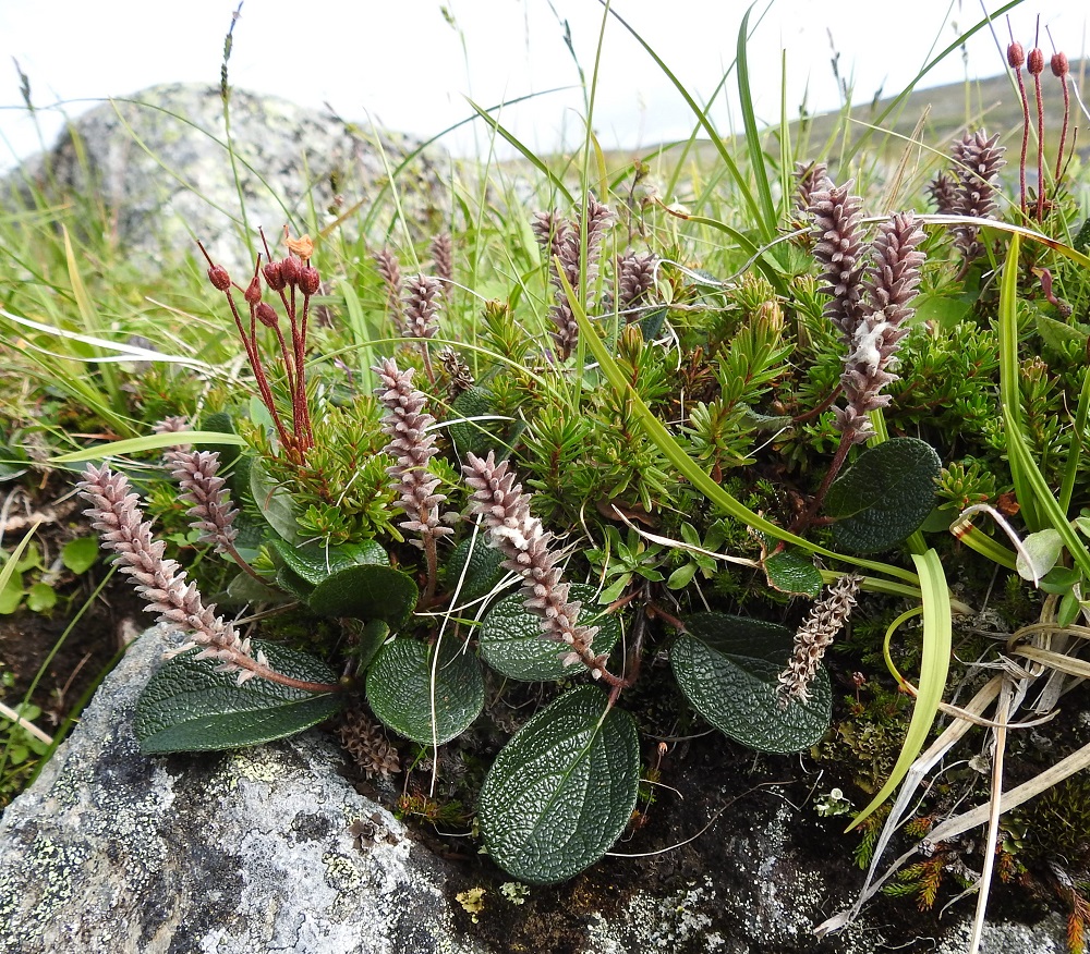 Salix reticulata - verkkolehtipajun eminorkot ovat hedelmävaiheessa tavallisesti noin 20-30 mm pitkät ja noin 8-10 mm leveät. Kuvassa on seuralaisena mm. (tunturi)kurjenkanerva, Phyllodoce caerulea. EnL, Enontekiö, Kilpisjärvi, Saanan koillispuoli, Saanajärven pohjoispäähän laskevan puron isojen kivien peittämä uoma ja laiteet noin 150 metrin päässä rannasta, n. 700 m mpy, 18.7.2023. Copyright Hannu Kämäräinen.