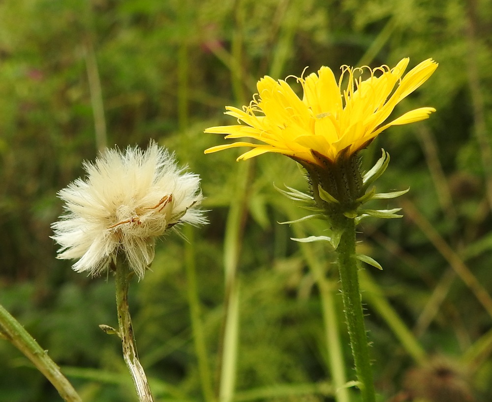 Picris hieracioides - keltanokitkerön hedelmistön kypsyttyä mykerö avautuu haiven- ja pähkyläpalloksi. EH, Hämeenlinna, Loimalahti, Kuokkamaa, Ali-Raakkulantieltä Sammontien päähän vievän kevytväylän laide, 20.8.2025. Copyright Hannu Kämäräinen.