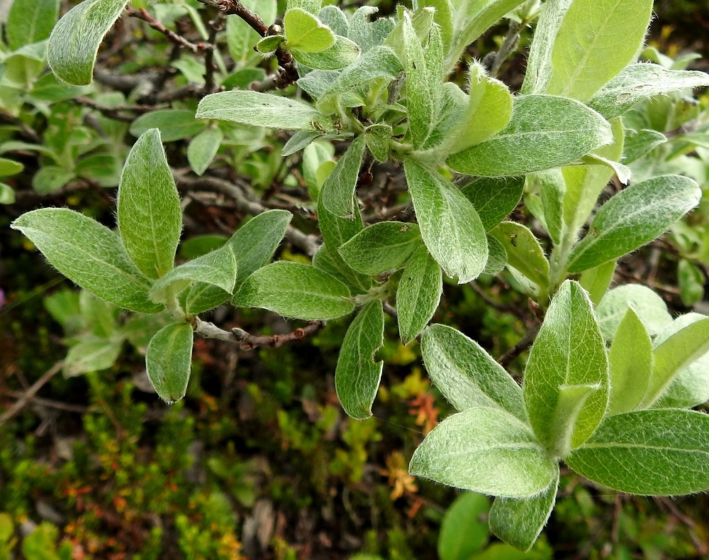 Salix glauca subsp. glauca - norotunturipajun lehdet ovat ruodilliset ja oksissa kierteisesti. Lehtilapa on paksuhko ja lähinnä kapeahkon vastapuikea tai soikeahko sekä lyhyen suippo- tai tylpähkökärkinen ja pyöreä- tai kiilatyvinen. Se on täysikasvuisena yleensä noin 3,5-7 cm pitkä ja leveimmältä kohtaa noin 1,5-3 cm leveä. EnL, Enontekiö, Kilpisjärvi, Mallan luonnonpuisto, Iso-Mallan ja Pikku-Mallan välinen, tasainen tunturikangaspaljakka, Mallalammit, Kalottireitin varressa olevan koillisimman lammen ranta, 600 m mpy, 9.7.2018. Copyright Hannu Kämäräinen.