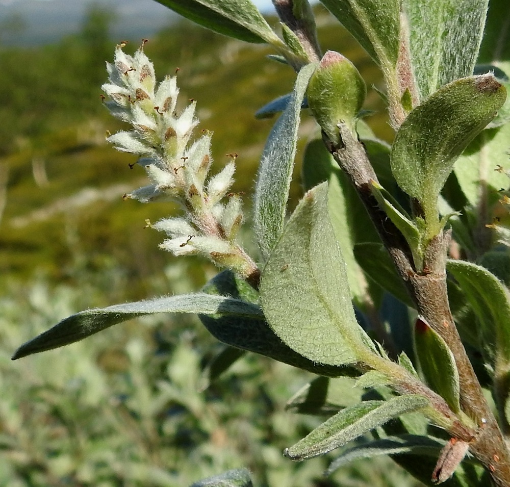 Salix glauca subsp. stipulifera - korvaketunturipajun eminorkot ovat erityisesti kukinnan jälkeen tyviosastaan kärkiosaa harsumpia. Kuvassa norkon alaosan sikiäinten kärjessä on hyvin nähtävillä jo kuivuneiden emin vartaloiden lähes tyveen saakka yltävä kaksijakoisuus. EnL, Enontekiö, Kilpisjärvi, retkeilykeskukselta Saanan luoteisrinteelle vievän polun varsi, tunturikoivikon ylärajan yläpuolinen varvikkoalue, 610 m mpy, 5.7.2018. Copyright Hannu Kämäräinen.