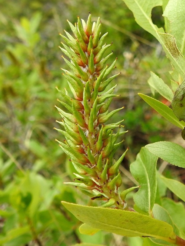 Salix hastata - kalvaspajun hedelmöityneestä sikiäimestä kehittyy tyveltään pullea ja kärkeä kohti pitkäkaulaisesti kapeneva kota, joka on yksilokeroinen ja monisiemeninen. Se on vihertäväsävyinen tai ainakin osittain punaruskehtava, kalju, noin 4-8 mm pitkä ja tyviosastaan noin 1,5-2 mm leveä. Kotaperä on noin 1-2 mm pitkä. Kota avautuu kärjestään kaksiliuskaisesti. EnL, Enontekiö, Kilpisjärvi, Saanan jyrkkä lounaisrinne, luoteisosa, ensimmäisen, matalan kallioseinämän yläpuolinen jyrkkä varvikkorinne retkeilykeskuksen kohdalla, nykyisin osa laajennettua luonnonsuojelualuetta, 635 m mpy, 5.7.2018. Copyright Hannu Kämäräinen.