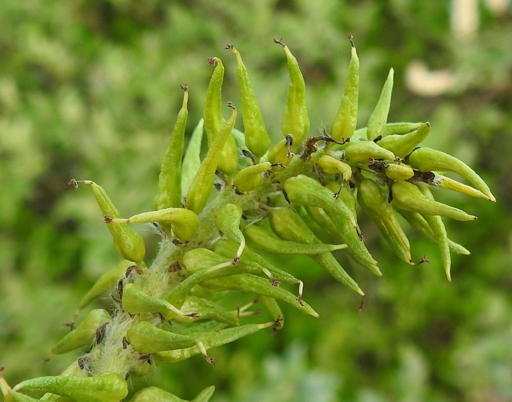 Salix myrsinifolia subsp. borealis - oudanmustuvapajun hedelmöityneestä sikiäimestä kehittyy tyveltään pullea ja kärkeä kohti pitkäkaulaisesti kapeneva kota, joka on yksilokeroinen ja monisiemeninen. Se on vaaleanvihreä tai vihreänruskehtava, Suomen kasvustoissa kalju, noin 7-9 mm pitkä ja tyviosastaan noin 2 mm leveä. Kodan kärjessä säilyy kuivuneena lähes avautumiseen asti noin 0,6-0,8 mm pitkä vartalo ja kaksi noin 0,4-0,6 mm pitkää ja kaksijakoista luottia. Kotaperä on noin 1-2 mm pitkä. Kota avautuu kärjestään kaksiliuskaisesti. EnL, Enontekiö, Kilpisjärvi, Kilpisjärven ranta Retkeilykeskuksen venerannan kohdalla, rantaan laskevan tien lounaispuolella, 475 m mpy, 10.7.2018. Copyright Hannu Kämäräinen.