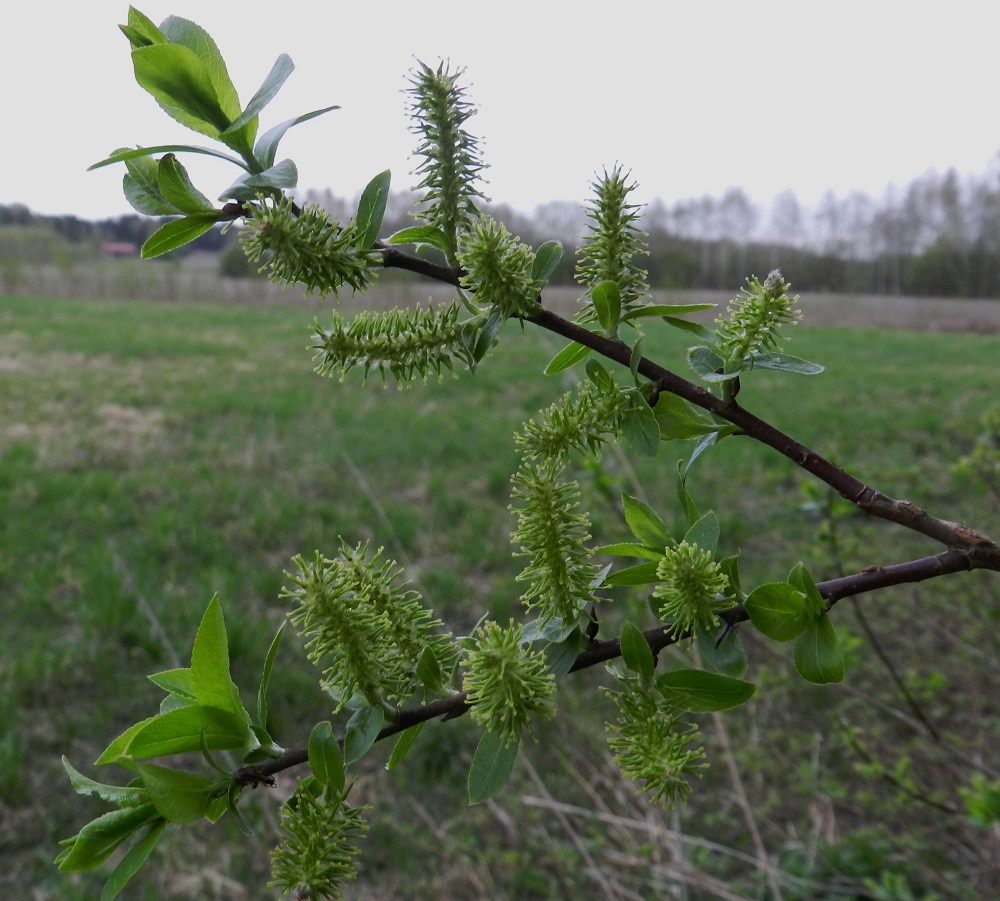 Salix myrsinifolia subsp. myrsinifolia - etelänmustuvapajun eminorkot ovat kukkiessaan useimmiten noin 20-35 mm pitkät ja noin 8-12 mm leveät. EH, Hämeenlinna, Luolaja, Hattelmalanjärven pohjoispää, rantametsikön laide peltoaukean reunassa, Hieron tilan eteläpuolella, luonnonsuojelualueen rajalla, 16.5.2012. Copyright Hannu Kämäräinen.