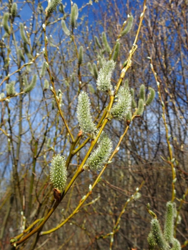 Salix phylicifolia - kiiltopajun eminorkot ovat kukkiessaan useimmiten noin 20-50 mm pitkät ja noin 10-13 mm leveät. EH, Hämeenlinna, Loimalahti, Sampo, Sammonojantien koillispuolen pensoittunut joutomaaniitty, 26.4.2022. Copyright Hannu Kämäräinen.