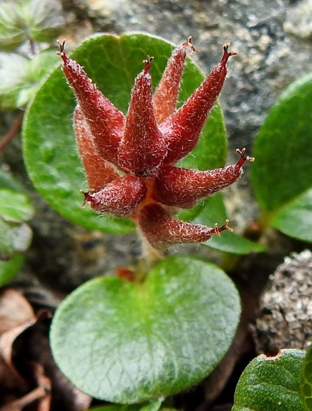 Salix polaris - napapajun emikukinnon yksittäinen kota on yksilokeroinen ja monisiemeninen. Se on vaaleamman tai tummemman punaruskea tai vihertävänruskea, kohtalaisesti - tiheästi vaaleakarvainen ja noin 5-7 mm pitkä sekä tyviosastaan noin 1,5-2 mm leveä. EnL, Enontekiö, Kilpisjärvi, Saanan jyrkkä, kallioinen ja kivikkoinen koillisrinne Saanajärven luoteisosan kohdalla, 735 m mpy, 6.7.2018. Copyright Hannu Kämäräinen.