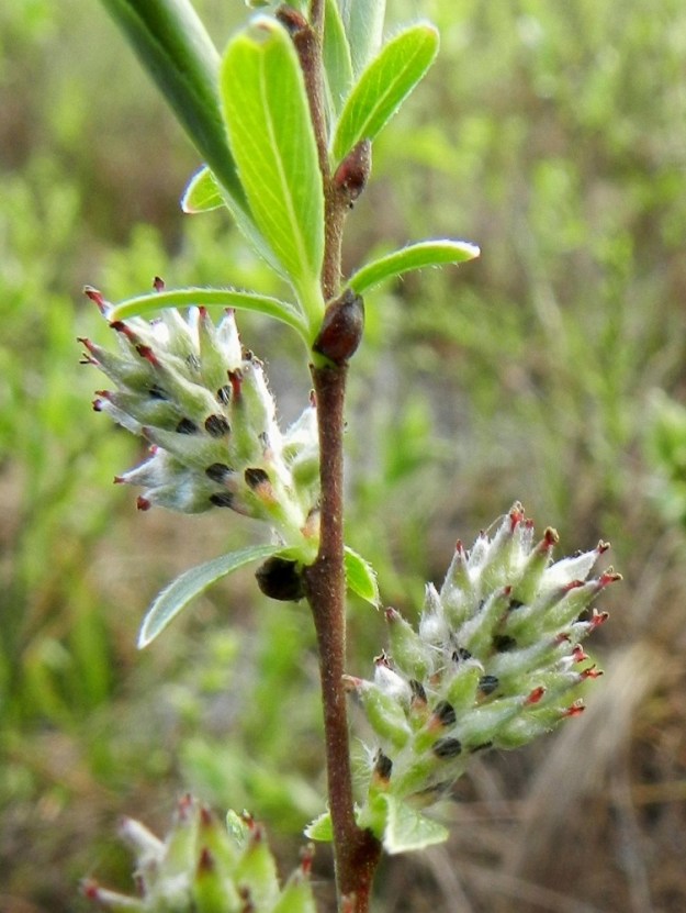 Salix repens subsp. rosmarinifolia - kaitasiropajun sikiäin on silkkikarvainen, Myös norkkoperä ja -ranka ovat karvaiset. Norkkosuomut ovat lähinnä vastapuikeat tai kielimäiset, tylppä- tai suippokärkiset, pitkä- ja tiheähkökarvaiset sekä ruskeat ja kärkiosastaan lähes mustat. Ne ovat noin 1,5-2 mm pitkät ja noin 0,5-1 mm leveät. 21.5.2012. Copyright Hannu Kämäräinen.