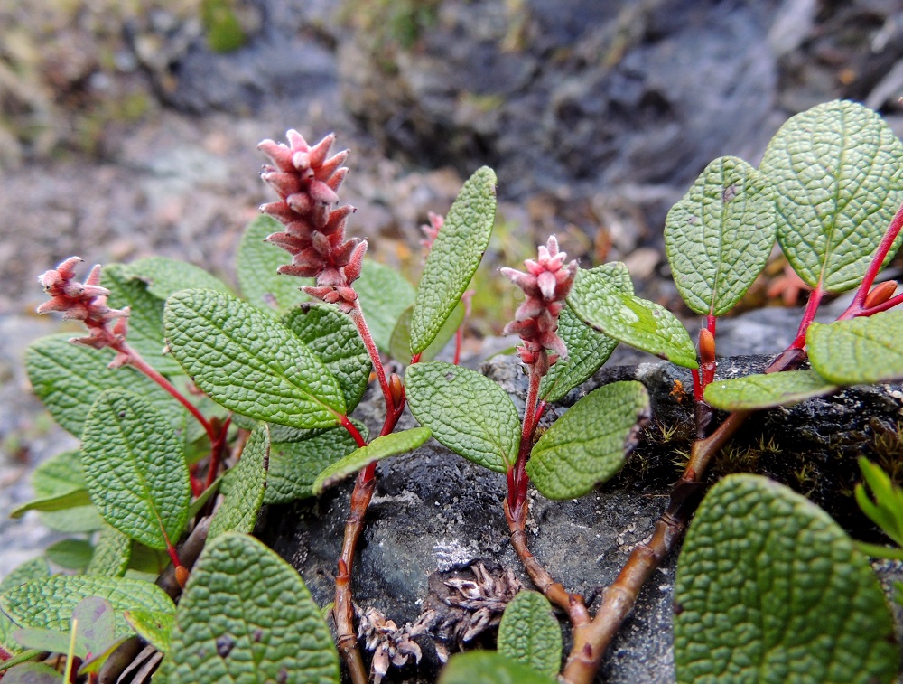 Salix reticulata - verkkolehtipajun hedelmöityneestä sikiäimestä kehittyy tyveltään pullea ja kärkeä kohti kapeneva kota, joka on yksilokeroinen ja monisiemeninen. Se on lähes tai aivan perätön, punertavanharmaa - punaruskea, useimmiten tiheäkarvainen ja noin 3-4,5 mm pitkä sekä tyviosastaan noin 1,5-2 mm leveä. Päävarsista lähtevät haarat ovat kellanvihertävät, kellanruskeat tai punaruskeat, kaljut ja usein kiiltävät. Vuosikasvaimet ovat hyvin lyhyet, punaiset, punaruskeat tai sinipunaiset ja kaljut tai aluksi harvakarvaiset. Silmut ovat lähinnä kapean munamaiset, kiiltävät ja kaljut tai aluksi kärjestään karvaiset. Silmusuomu on yhdiskasvuinen, huppumainen, yleensä kellan- tai punaruskea ja noin 2,5-7 mm pitkä. EnL, Enontekiö, Kilpisjärvi, Saanan jyrkkä lounaisrinne, luoteisosa, ensimmäisen, matalan kallioseinämän yläpuolinen, jyrkkä, kallioinen paljakkarinne retkeilykeskuksen kohdalla, tunturikoivikon yläraja, puroputouksen vierus, nykyisin osa laajennettua luonnonsuojelualuetta, n. 600 m mpy, 16.7.2013. Copyright Hannu Kämäräinen.