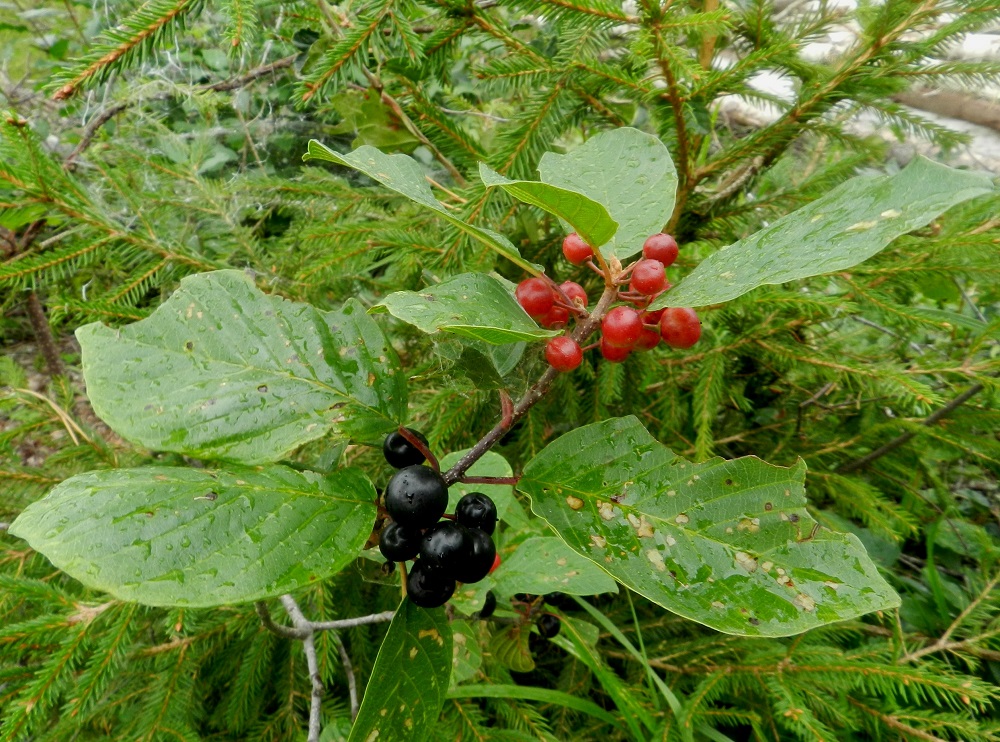Frangula alnus - korpipaatsaman marjat muuttuvat kypsymisprosessissa ensin näyttävän punaisiksi ja tummuvat kypsinä kiiltävän mustiksi. Marjat ja varsien sekä oksien kuori ovat myrkyllisiä mutta kansanlääkinnässä aikanaan hyödynnettyjä. EH, Hämeenlinna, Vuorentaka, Kuralasta, Vähä-Tertin tilan ohi kulkevan pelto- ja metsätien varsi Perä-Tertin tilan ja Leteenkallion eteläpuolella, 21.8.2011. Copyright Hannu Kämäräinen.