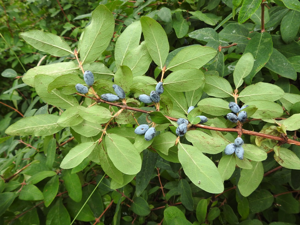 Lonicera caerulea - sinikuusaman kukkapohjuksesta kehittyvät marjat sijoittuvat kukkien tavoin vuosikasvainten tiiviin lehtikaton alapuolelle. 27.7.2022. Copyright Hannu Kämäräinen.