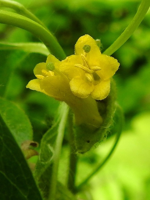Lonicera involucrata - kehtokuusaman teriö on liuskakärjestään noin 6-7 mm leveä. Kärkiliuskat ovat pyöreä- tai tylpän suippopäiset, noin 2-3 mm pitkät ja noin 1,5-2 mm leveät. 9.6.2023. Copyright Hannu Kämäräinen.