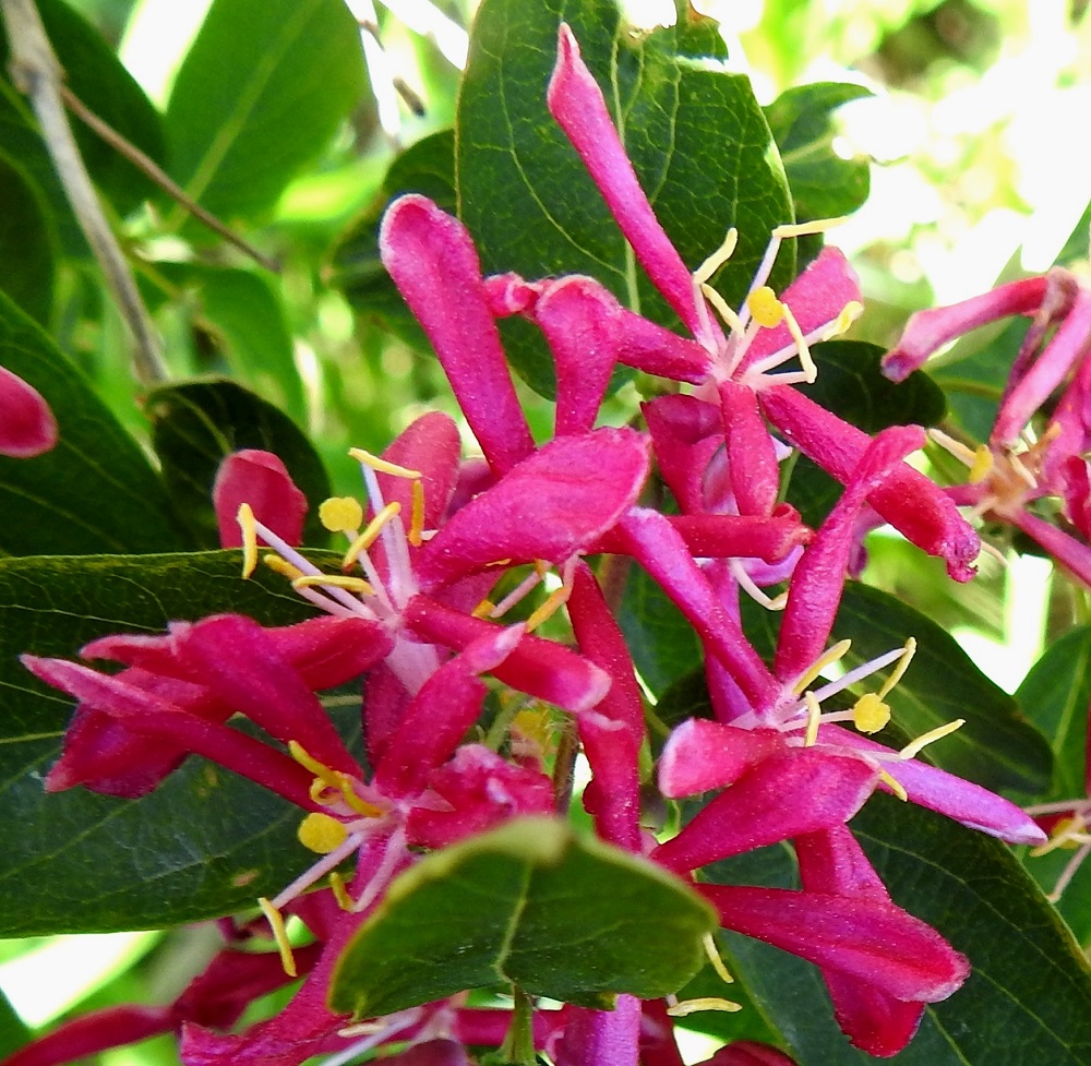 Lonicera tatarica - rusokuusaman teriön torveen kiinnittyneitä heteitä on viisi, ja ne ovat noin 8-13 mm pitkät. Palhot ovat valkoiset ja kaljut. Ponnet ovat lähes tasasoukat, keltaiset, ja niiden osuus heteiden pituudesta on noin 2,5-3 mm. Emin vartalo on valkoinen, kalju ja noin 8-11 mm pitkä. Luotti on nuppimainen, keltainen ja halkaisijaltaan noin 1,5 mm. 10.6.2023. Copyright Hannu Kämäräinen.