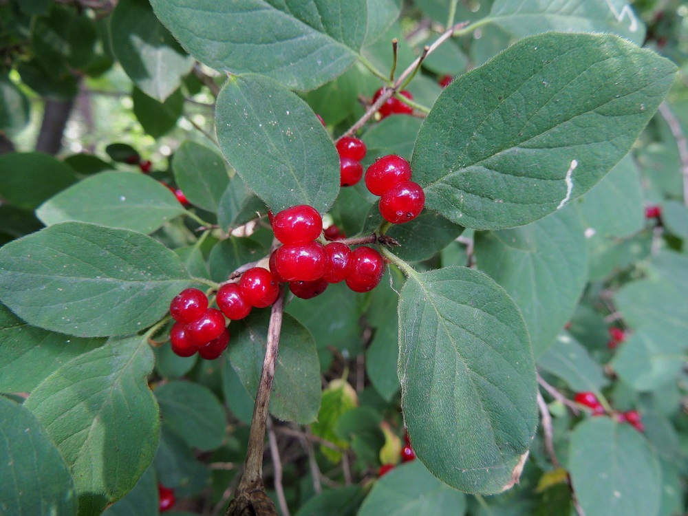 Lonicera xylosteum - lehtokuusaman marjat ovat tavallisesti noin 3-4 mm läpimitaltaan. Ne ovat kukkien tavoin pareittain ja tyveltään yhdiskasvuiset. Marjat ovat karvaanmakuiset ja myrkylliset sisältäen mm. ksylosteiinia, johon tieteellinen lajinimikin viittaa. Marjojen syönti ärsyttää ruoansulatuskanavaa ja voi myrkytysoireina aiheuttaa oksentelua, hengitysvaikeuksia ja sydämen rytmihäiriöitä. Marjojen karvauden vuoksi lapsetkin korkeintaan maistavat niitä, joten vaaraa ei yleensä pääse syntymään. Linnut puolestaan voivat syödä marjoja vaivatta ja samalla levittävät lajia uusille kasvupaikoille. V, Lohja, Haikari, Lohjanjärven Liessaari, kaakkoiskärki, rantametsä, 3.8.2013. Copyright Hannu Kämäräinen.