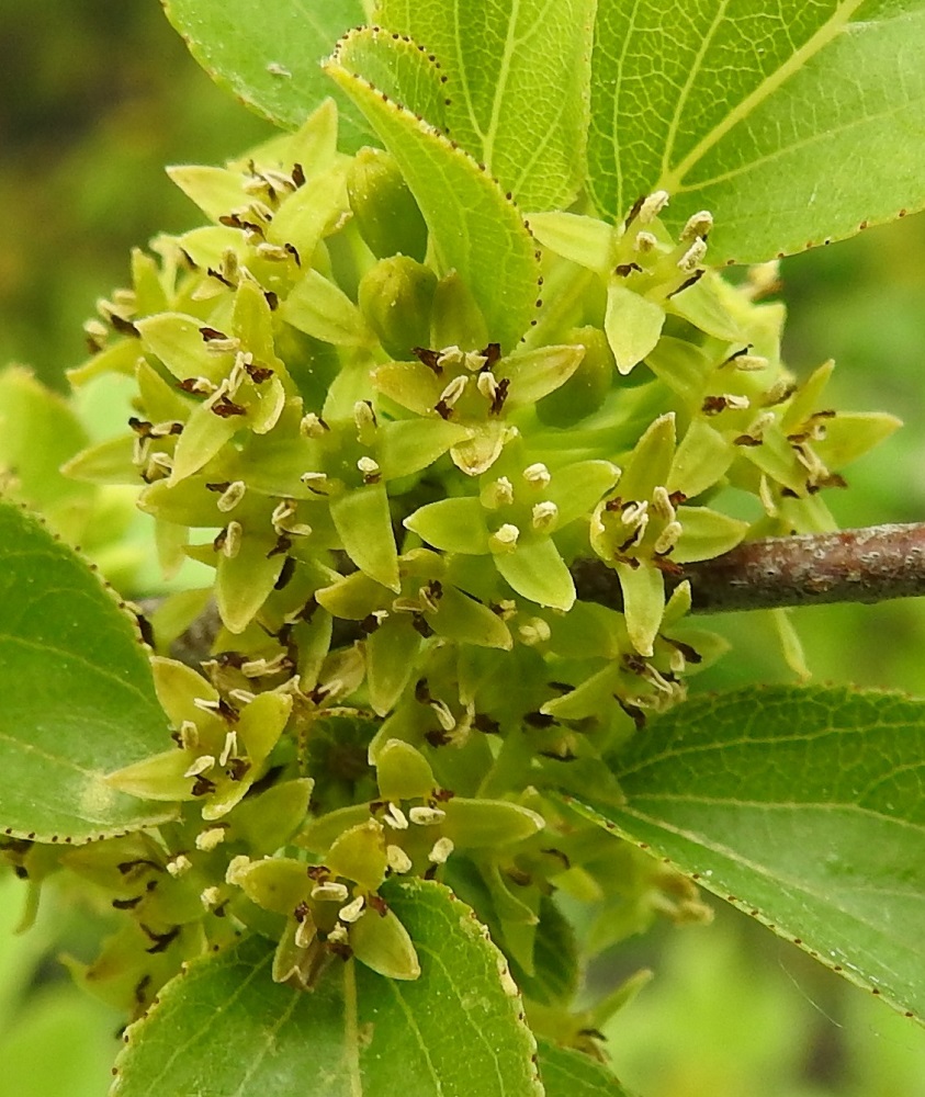 Rhamnus cathartica - orapaatsaman kukan näkyvimmän osan muodostavat neljä verholehtiä, joiden kaartuessa ristikkäisesti ulospäin kukka on tavallisesti noin 5-6 mm läpimitaltaan. Verholehdet ovat kellanvihreät, kapean ja hieman pyöristyväsivuisen kolmiomaiset ja kaljut sekä noin 2,5-3 mm pitkät ja tyveltään noin 1-1,2 mm leveät. Myös terälehtiä on neljä, ja ne sijaitsevat pystyssä verholehtien välissä ollen niitä paljon pienempiä. Terälehdet ovat punaruskeat, lähinnä kapean kolmiomaiset tai kapeanpuikeat, noin 1,5-2 mm pitkät ja leveimmältä kohtaa noin 0,5 mm leveät. Kuten kuvasta on nähtävissä, toisinaan joistakin kukista terälehdet näyttävät puuttuvan kokonaan. A, Lemland, Björkö, Herröskatanin luonnonsuojelualue, eteläkärjen rantakalliot, 19.6.2023. Copyright Hannu Kämäräinen.
