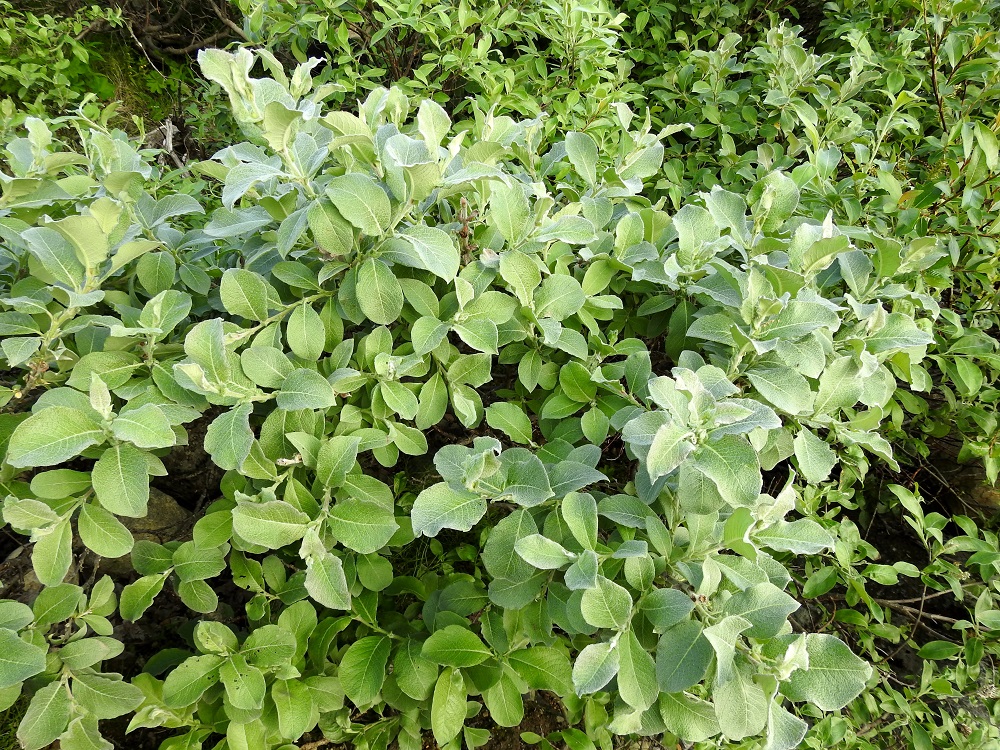 Salix lanata - villapajun lehdet ovat oksissa kierteisesti. Lehtilapa on lähinnä soikea, leveän vastapuikea tai lähes pyöreä ja lyhyen suippo- tai tylpähkökärkinen sekä leveän kiila-, pyöreähkö- tai tylppätyvinen. EnL, Enontekiö, Kilpisjärvi, Kilpisjärven ranta Retkeilykeskuksen venelaiturin pohjoispuolella, lähellä vesirajaa, 475 m mpy, 10.7.2018. Copyright Hannu Kämäräinen.