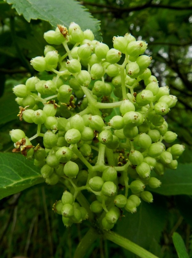 Sambucus racemosa - terttuselja luokitellaan myrkkykasviksi. Sen vihreät osat, raa'at marjat ja siemenet sisältävät ruoansulatuskanavaa ärsyttäviä hartsiaineita. Terttuseljan kukkapohjuksen kärjessä olevat verholehdet ovat niin pienet, että ne jäävät täysin piiloon kukan muiden osien alle. Kun kukinta on ohi, ja kukkapohjus alkaa paisua marjaksi, verholehdet juuri ja juuri erottuvat sen kärjessä yhdessä emin luottien kanssa. Verholehtiä on viisi. Ne ovat kolmiomaiset ja vain noin 0,3-0,4 mm pitkät. EH, Hämeenlinna, Keinusaari, Varikonniemi, metsikön reuna radan varressa, 30.5.2012. Copyright Hannu Kämäräinen.