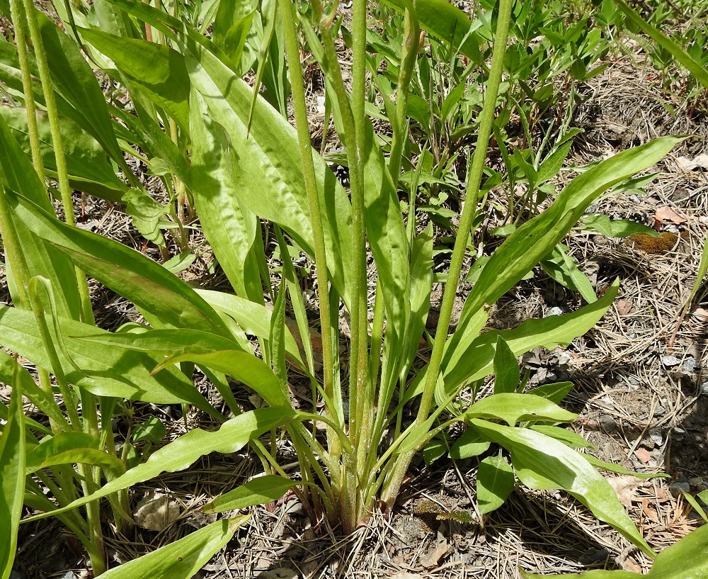 Scorzonera humilis - harjusikojuuren varret ovat liereät ja pehmeän valkokarvaiset. Myös aluslehtien ruoti on varsien tavoin karvainen ja noin 5-15 cm pitkä. 30.5.2025. Copyright Hannu Kämäräinen.