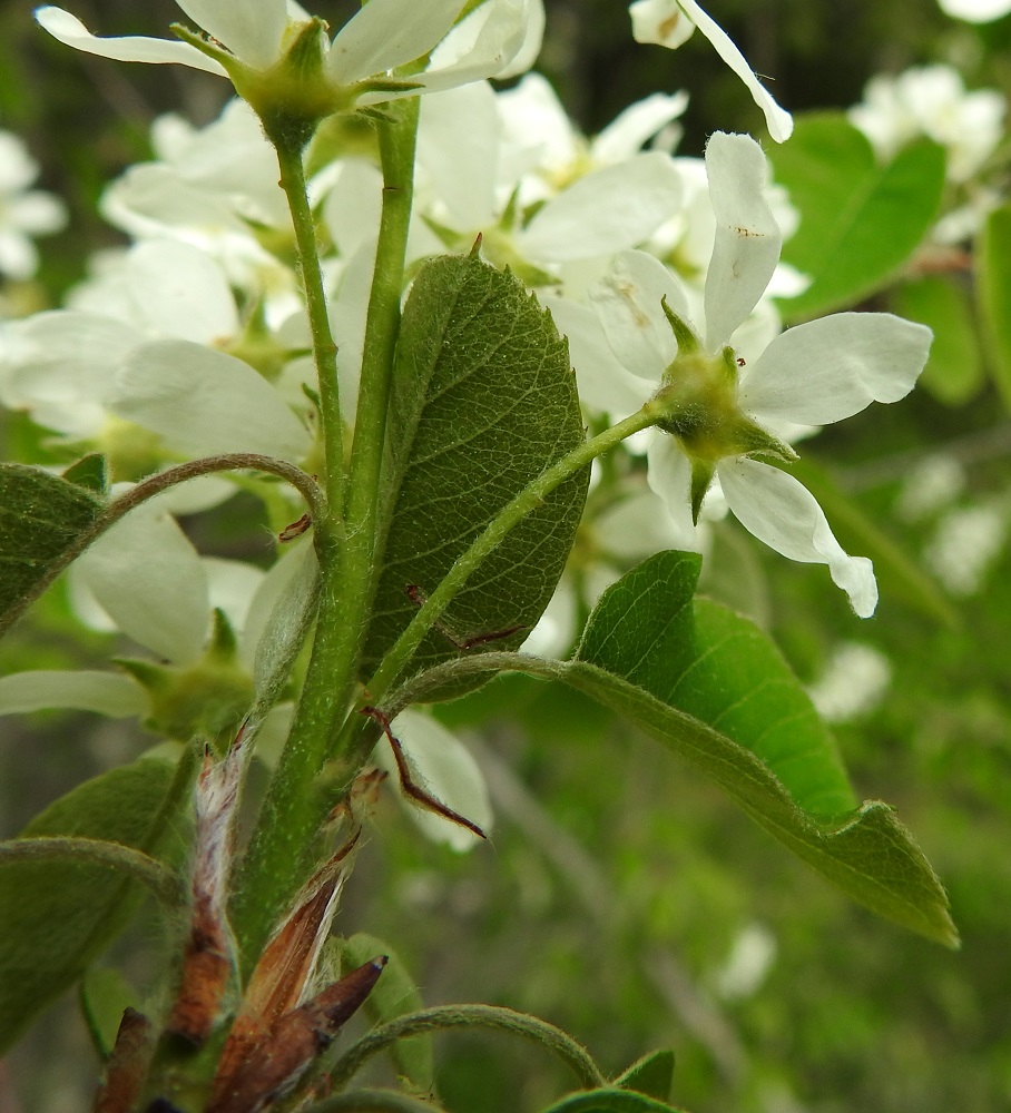 Amelanchier spicata - isotuomipihlajan lehtikorvakkeet ovat suikeahkot tai rihmamaisen tasasoukat, laidoiltaan pitkäkarvaiset ja noin 5-10 mm pitkät sekä varhain ruskistuvat ja karisevat. Lehtiruoti on yleensä noin 1-2 cm pitkä ja karvainen. EH, Hämeenlinna, Loimalahti, Kuokkamaa, Sammontien laita Myllyojan länsipuolella, ojanlaitametsikön reuna, 22.5.2021. Copyright Hannu Kämäräinen.