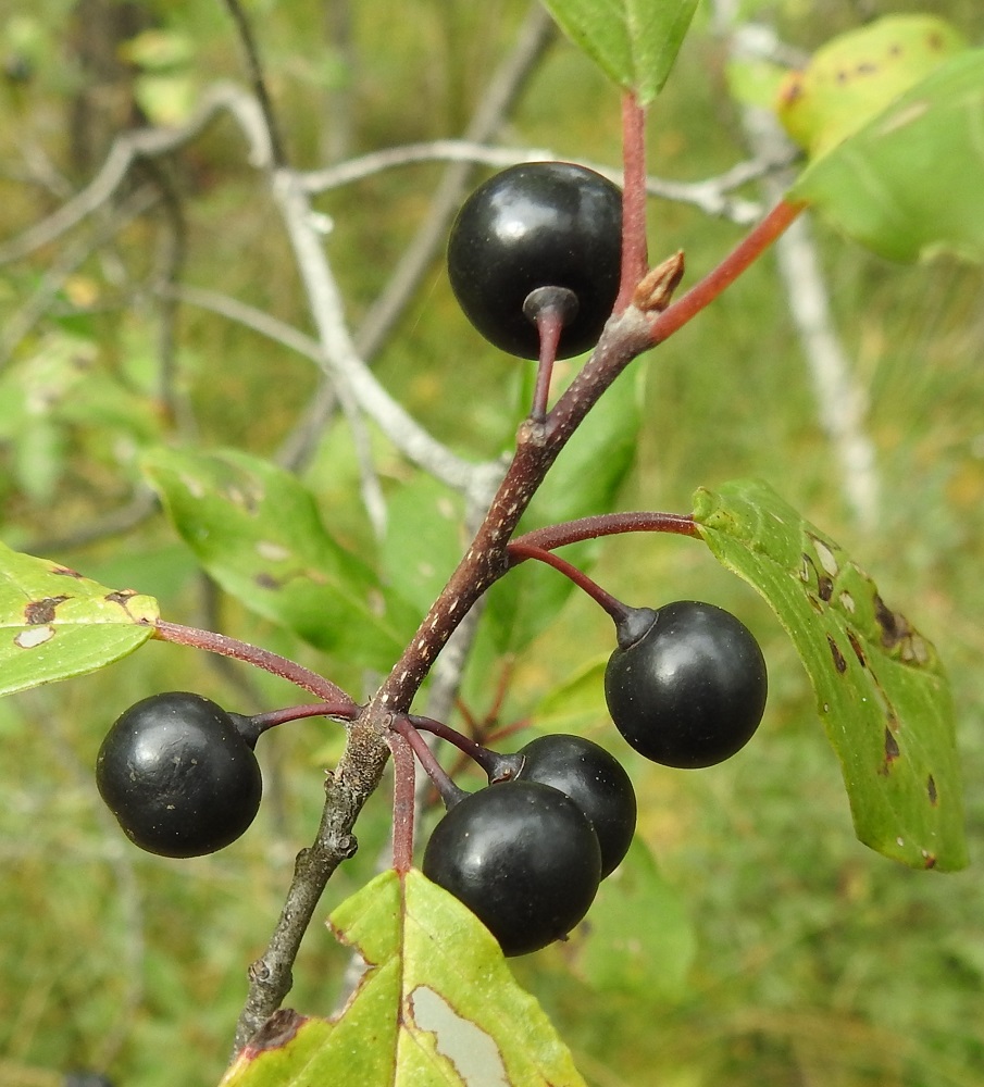 Frangula alnus - korpipaatsaman hedelmä on, kaksisiemeninen luumarja, joka on lähes tai aivan pallomainen ja tavallisesti noin 6-8 mm läpimitaltaan. Punaruskeaksi tummuneen ja vaaleapilkullisen vuosikasvaimen kärjessä näkyy kuvassa seuraavan vuoden silmu, joka on lähinnä kapeanpuikea, suippokärkinen ja noin 3-5 mm pitkä. Silmulla ei ole suojaavaa suomua. EH, Hämeenlinna, Luolaja, Hattelmalanjärven lounaispuolinen rantakorpi ja -neva lintutornin kohdalla, luonnonsuojelualue, 31.8.2022. Copyright Hannu Kämäräinen.