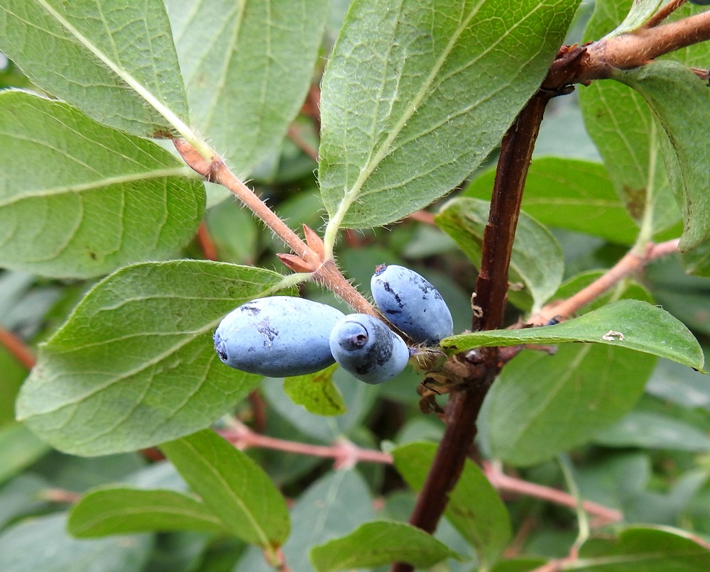 Lonicera caerulea - sinikuusaman kahden kukan yhtyneestä kukkapohjuksesta paisuva tuplamarja on pitkulainen, aluksi vihreä, kypsänä sininen ja vahapeitteinen. Marjomisvaiheessa lehtihangoissa ovat jo hyvin valmiinnäköiset seuraavan kevään silmut, jotka ovat tiiviin sukkulamaiset tai kapean munamaiset, teräväksi kärjeksi suippenevat, monisuomuiset ja punaruskeat sekä lyhytkarvaiset tai kaljut ja noin 4-5 mm pitkät. 27.7.2022. Copyright Hannu Kämäräinen.