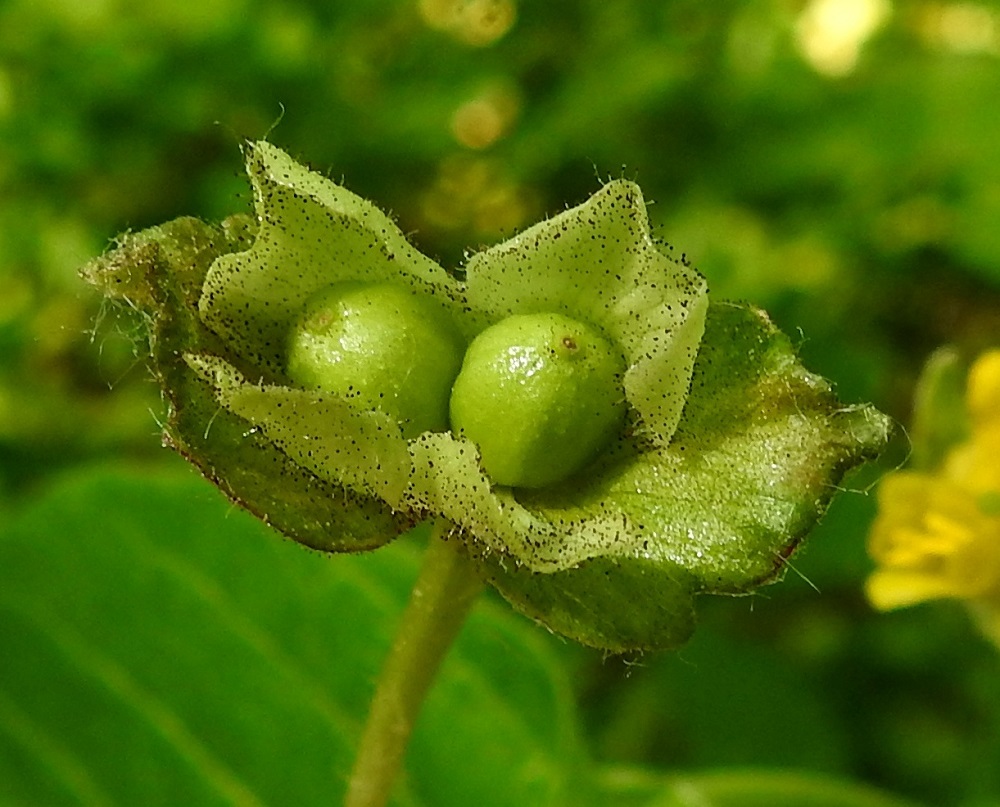 Lonicera involucrata - kehtokuusaman teriöiden varistua kukkapohjukset ja esilehdet näkyvät paremmin. Kukkapohjukset ovat pitkänpyöreät, vihreät, kaljuhkot tai hieman nystykarvaiset ja noin 2,5-3 mm pitkät sekä noin 2 mm leveät. Esilehdet ovat pyöreämuotoiset, vihreät, hapsikarvaiset ja ruskeanuppisen nystykarvaiset. Ne ovat noin 5-7 mm pitkät ja noin 5-6 mm leveät sekä pareittain alaosastaan hieman yhteenkasvaneet. 9.6.2023. Copyright Hannu Kämäräinen.